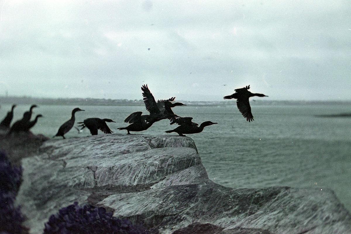 Cormorans, par La Fille Renne